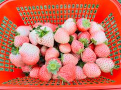 -喜杨洋草莓采摘园