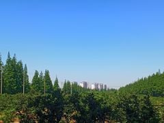 -上海长兴岛郊野公园