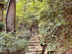 -天目山大树王景区