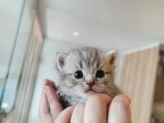 -十年猫舍·猫咪专门店(普陀店)