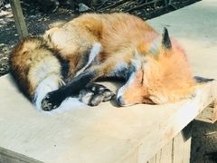 -宫城藏王狐狸村