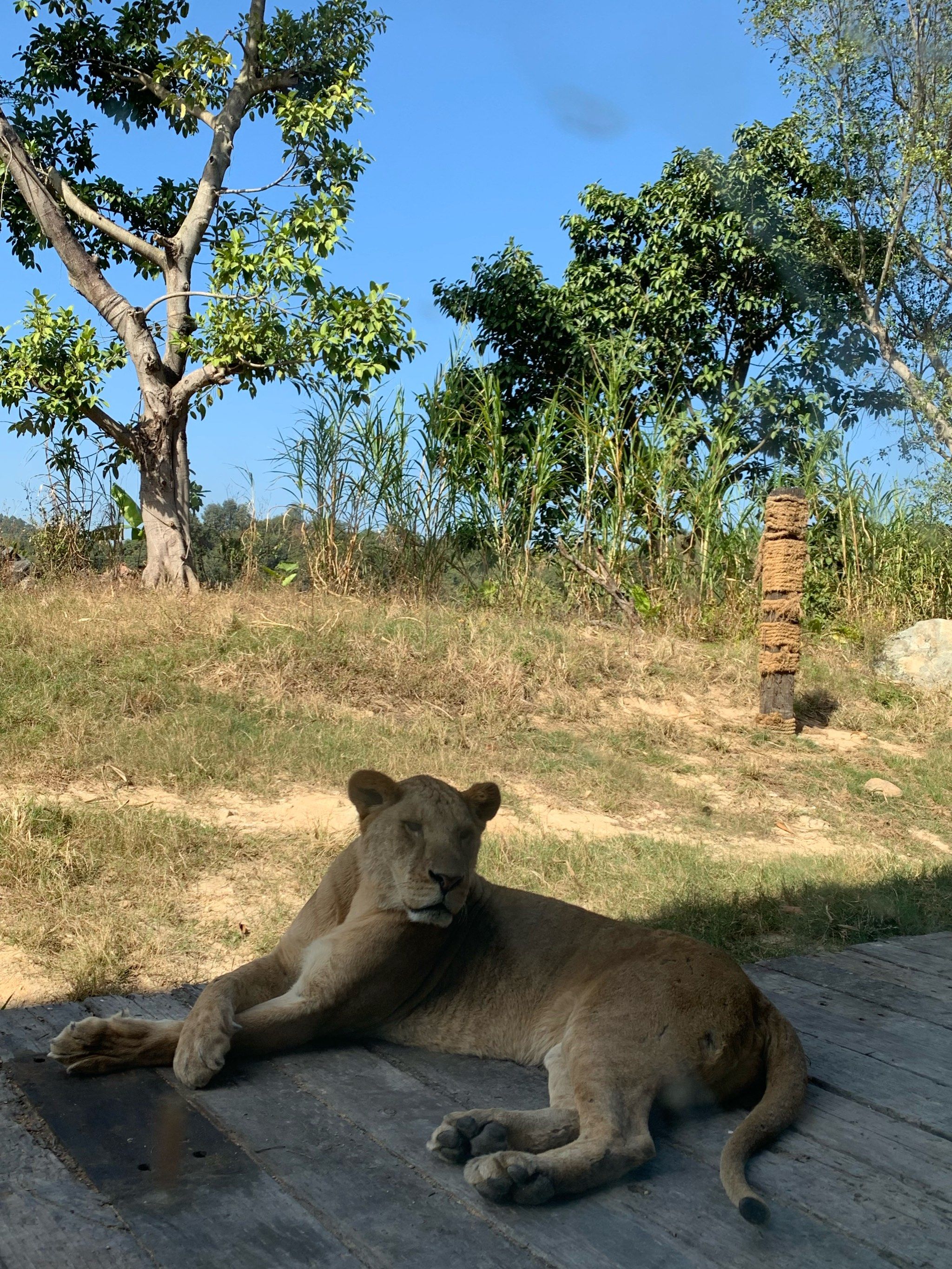 清远长隆|好优雅的大猫猫头!大狮子!🦁