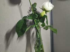 -循礼门鲜花花市(武汉循礼门店)