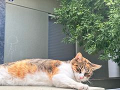 -康成宠物医院24H·CT·核磁共振