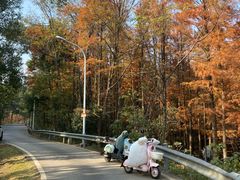-青龙山国家森林公园