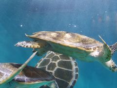 -青岛海底世界-水族馆