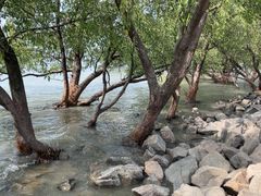 -宝安西湾红树林湿地公园