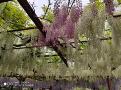 -嘉定紫藤园