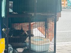 -沙湾姜埋奶(兴新包店)
