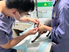 -半岛宠物医院24小时(科华中路店)