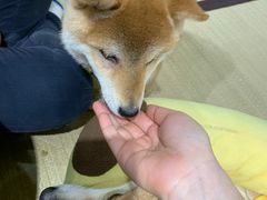 -逗柴咖啡屋·狗咖猫咖宠物桌游