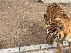 -北京野生动物园