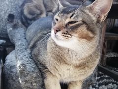 -喵屿·大理花园猫咖