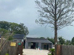 -南汇新场正宗水蜜桃采摘