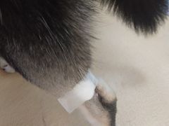 -瑞派·关忠动物医院(国瑞店)