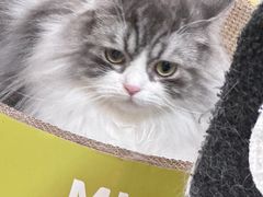 -萌兽医馆·宠物医院·猫骨科(创景店)