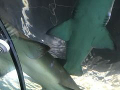 -悉尼海洋生物水族馆