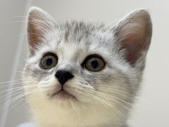 -博特宠物医院24h犬猫全科.骨科·异宠