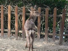 -野象谷景区