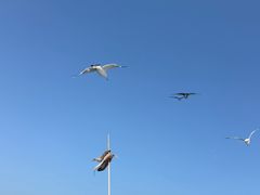 -海驴岛(荣成市)