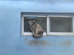 -青藏高原野生动物园