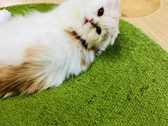 -猫和宫(六道口店)