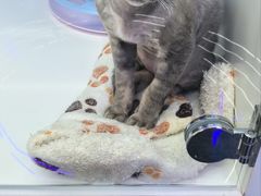 -小猫来了·猫舍(红山六九七九店)