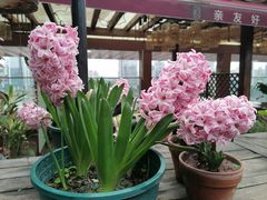 -时光乌托邦空中花园·川味·礼宴(星汇两江店)