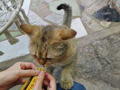 -喵屿·大理花园猫咖