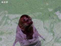 小海狮-绿色时代大酒店