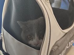 -伟伟宠物医院·CT影像中心·瑞派犬猫综合性门诊(汉口总院)