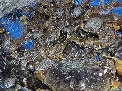 -盒马鲜生(馥邦国际店)