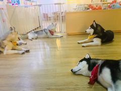 -Husky Go! 哈士奇体验馆·宠物咖啡厅狗咖