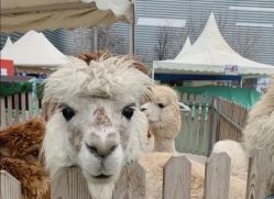 -萌宠亲子动物乐园(槐房万达店)