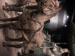 -秦始皇帝陵博物院(兵马俑)