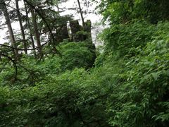 -天目山大树王景区
