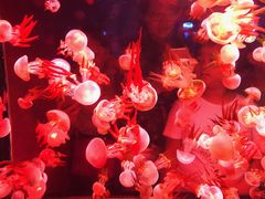 -烟台海昌鲸鲨海洋公园