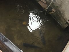 -柘林湖生态鱼馆