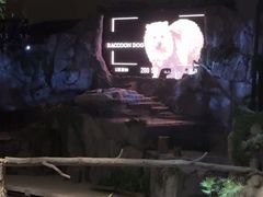 -夜间野生动物园
