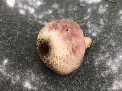 -辽宁省实验中学