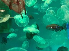 -大连圣亚海洋世界