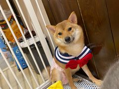-逗柴咖啡屋·狗咖猫咖宠物桌游