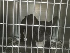 -宠福鑫康馨动物医院·骨科·眼科