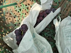 -马陆小张葡萄园农家乐