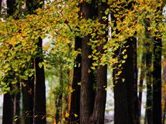 -上海共青森林公园