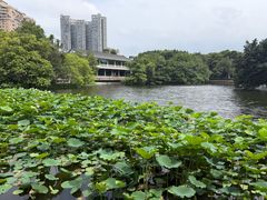 -荔湾湖公园