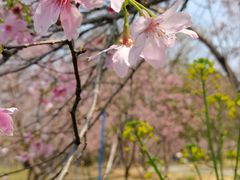 -天适樱花悠乐园