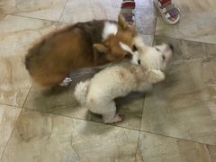 -宠爱有家宠物店(环镇北路店)