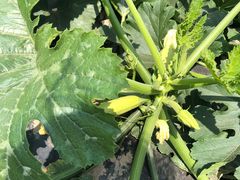 -前小桔亲子创意农场·草莓采摘·露营烧烤