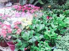 -曲阳花鸟市场(曲阳路店)